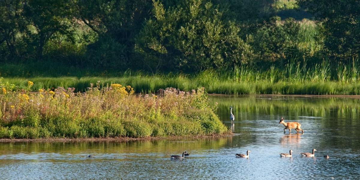 Naturschutzgebiet Steinhorster Becken © Reinhard Rohlf